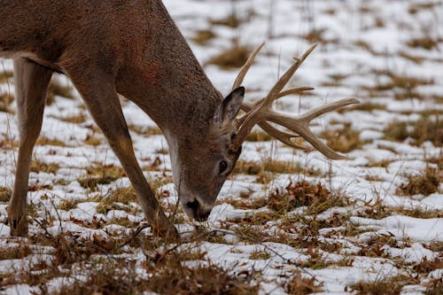 Silent Signals Animals Use to Predict Early Winter