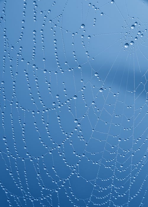 Spider Web With Water Droplets
