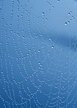 清晨，露珠点缀的蜘蛛网特写