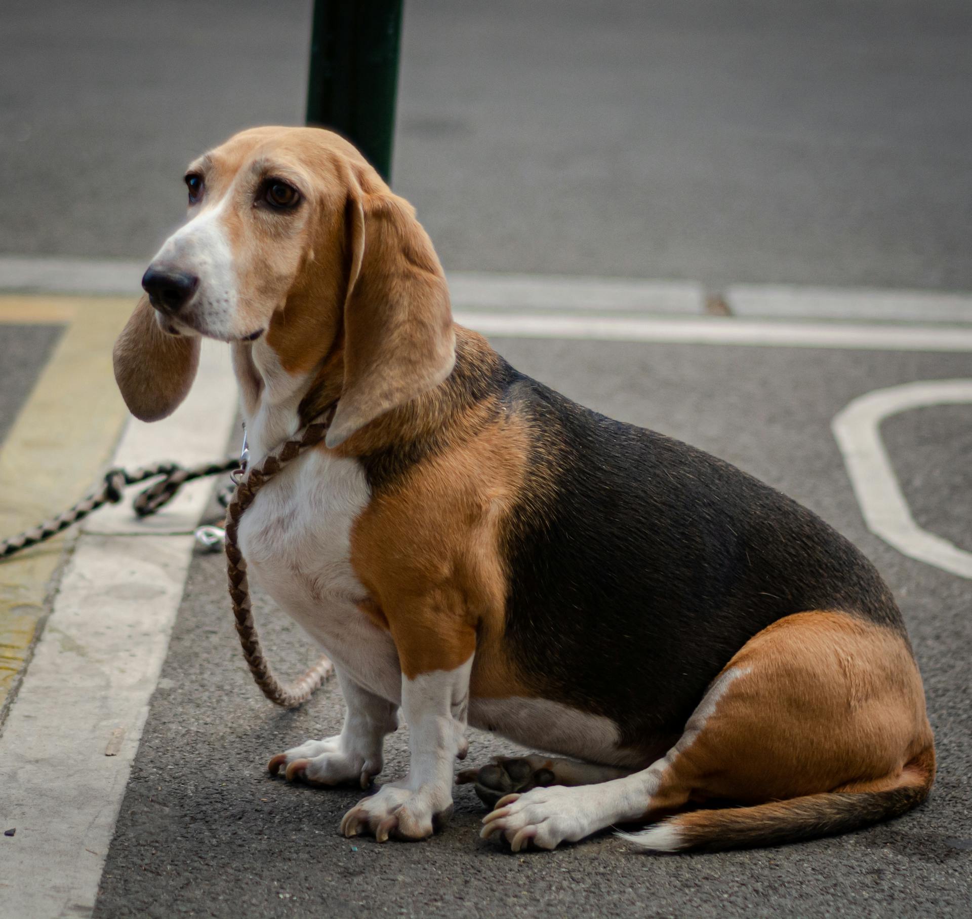 Vue rapprochée d'un chien de chasse assis sur une surface de béton