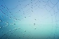 Spider Web With Drops Of Water