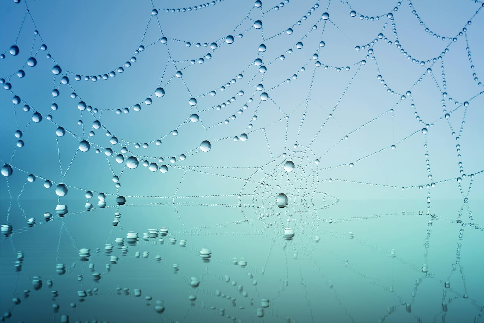 Spider Web With Drops Of Water