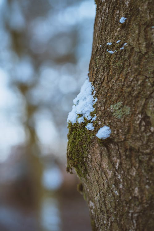 Free stock photo of trees, trees forest, winter