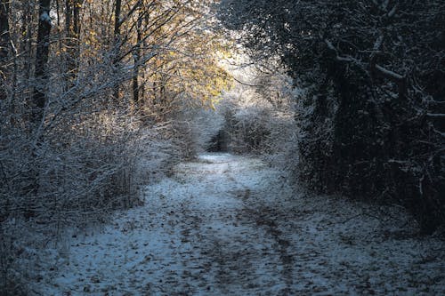 Path in a Forest in Winter 