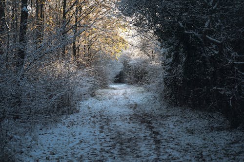 Foto d'estoc gratuïta de arbres, arbusts, bosc