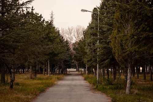 Free Quiet park pathway in autumn, surrounded by tall conifer trees and lampposts. Stock Photo