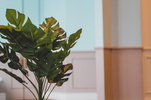 Close-Up Photo of Green Monstera Plant