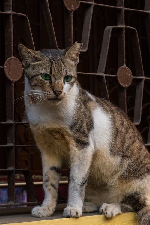 Close-up of a Domestic Cat