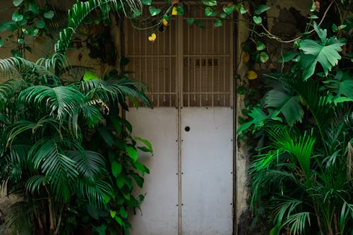 View of a Gate with Green Shrubs on the Sides