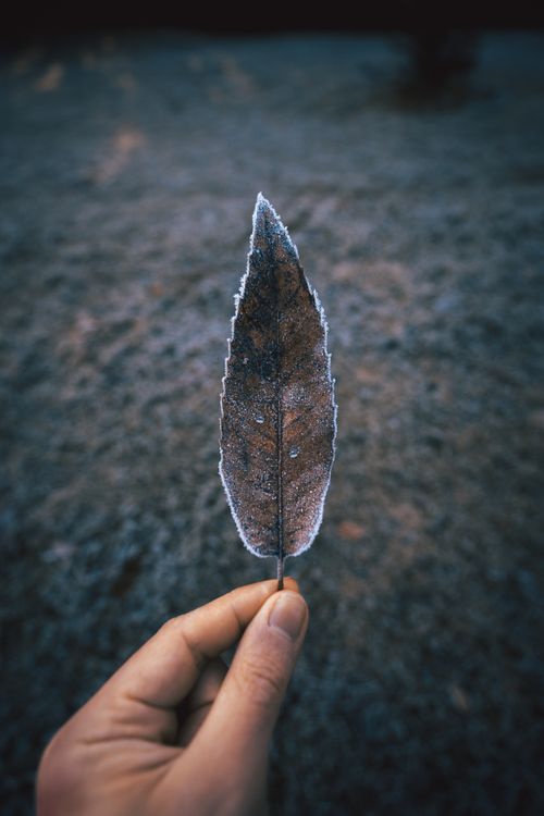 Free A detailed close-up of a frosted leaf being held against a blurred background. Stock Photo