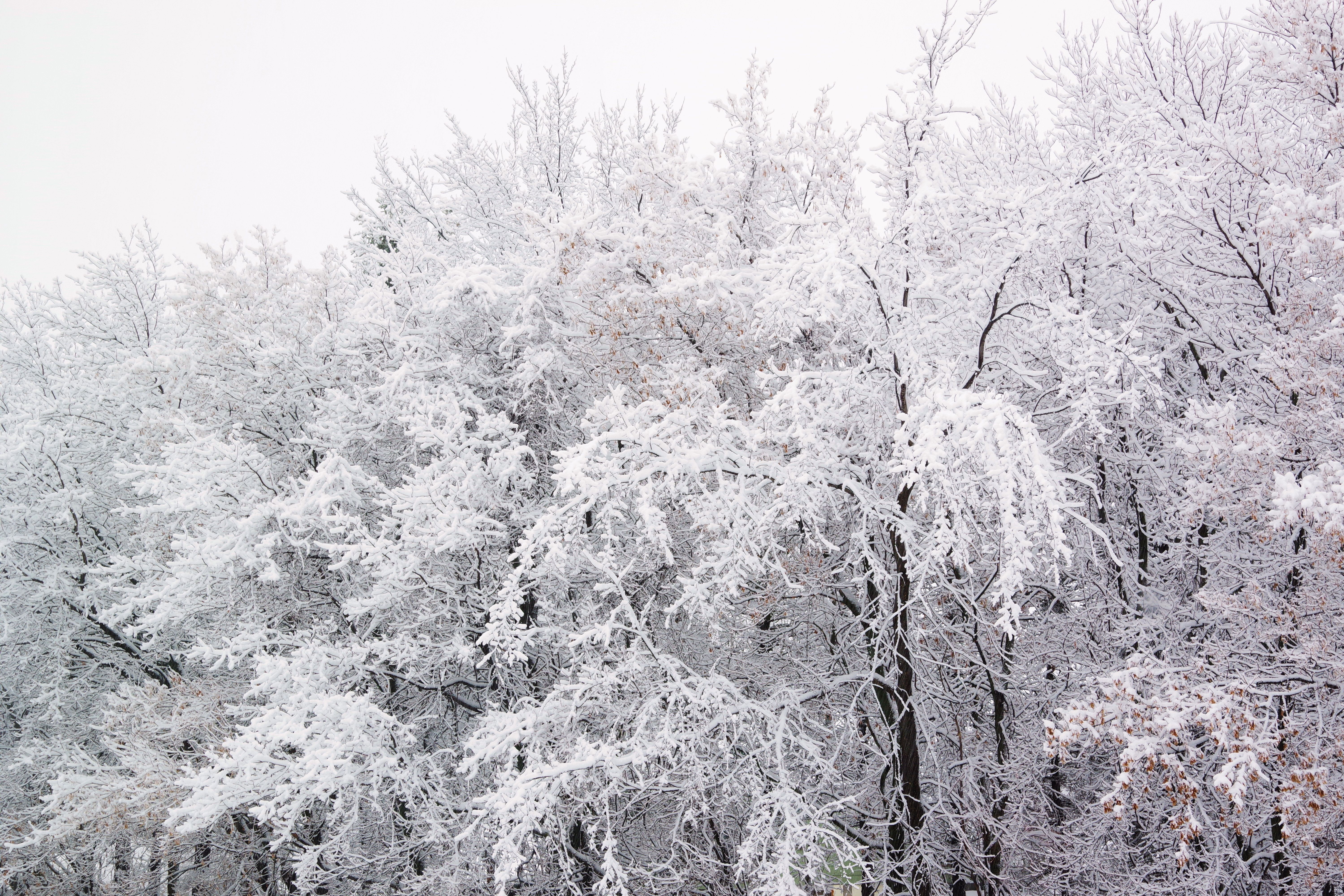 Animated Snowfall Intro Using InVideo