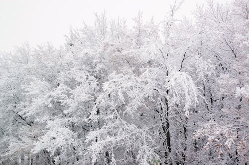 Photo of Trees Covered with Snow