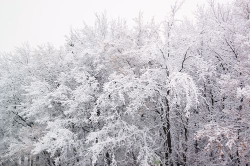 Free A tranquil winter forest landscape with snow-laden trees. Stock Photo