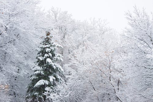 Kostenloses Stock Foto zu bäume, gefroren, kalt