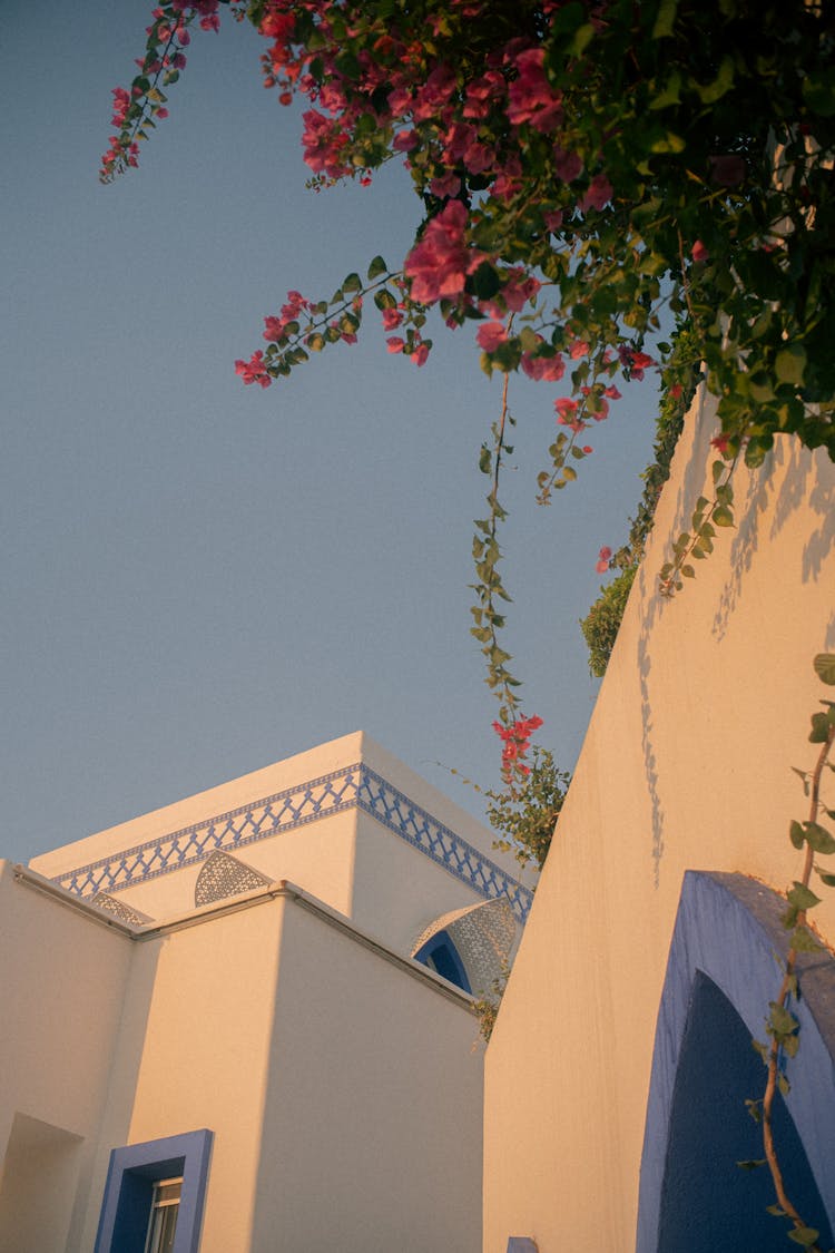 Pink Flower Bush Growing On House Wall