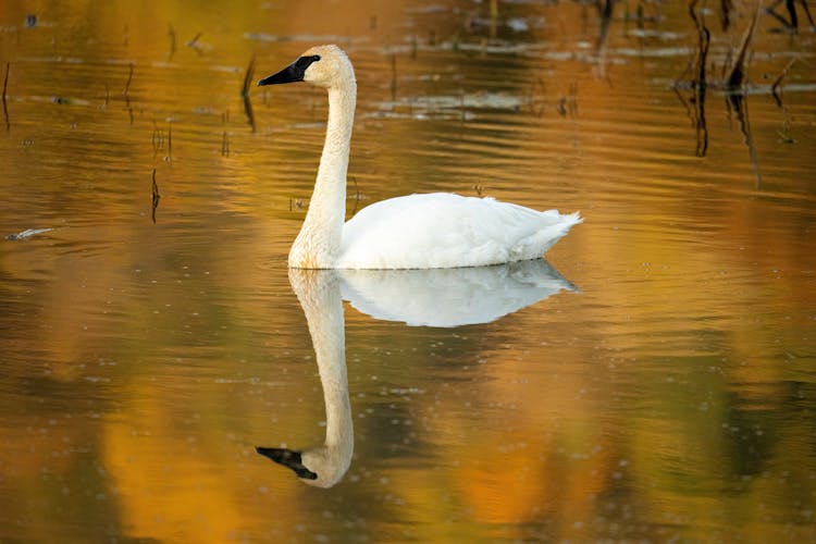 A Swan On The Water 