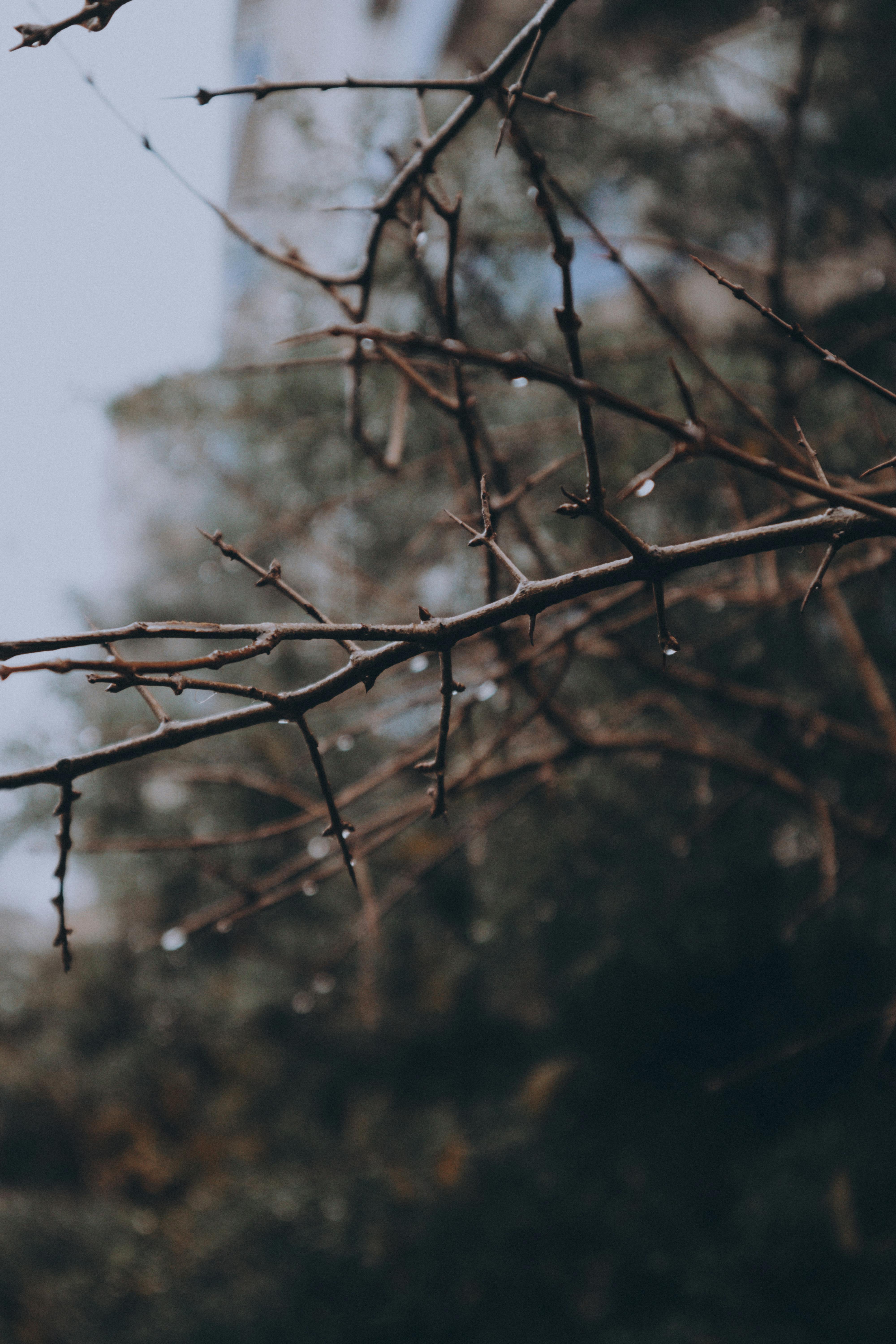 Close-up of branches with morning dew, capturing serene nature in a vertical shot.
