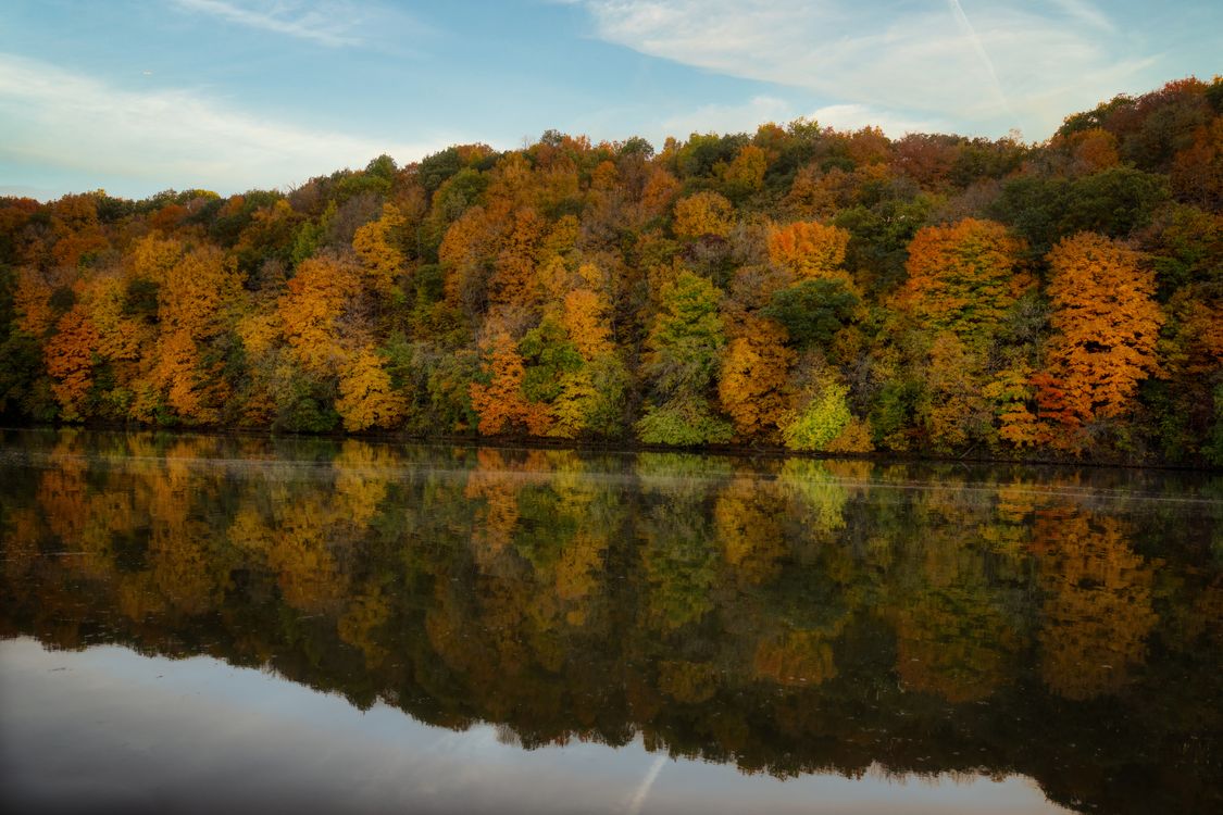 Lake Beside Forest Trees · Free Stock Photo