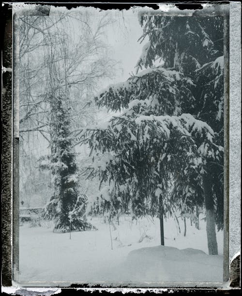 View of Snow Covered Trees From a Glass Window