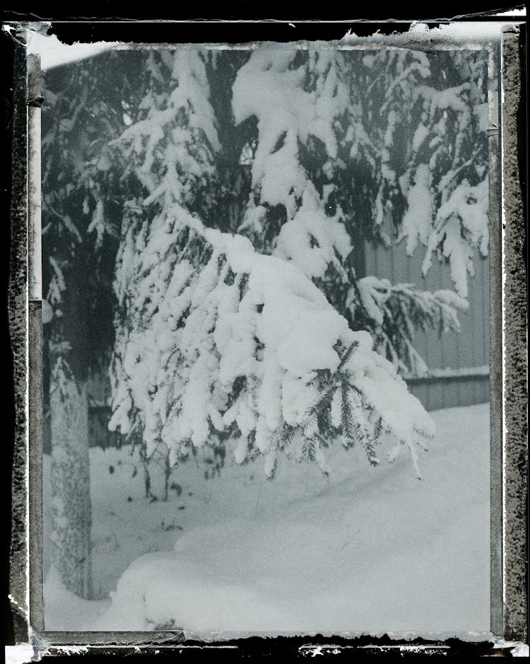 Tree Branches Covered In Thick Layer Of Snow Seen Through Window