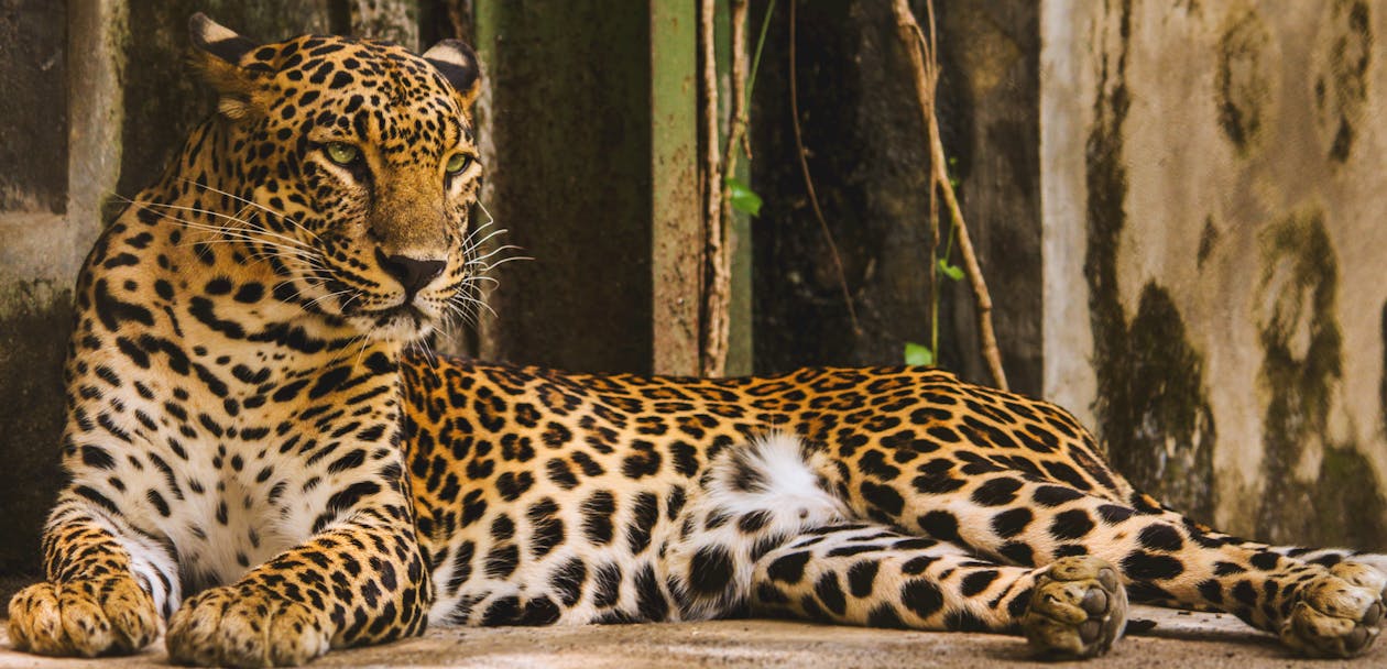 Коричневый леопард
