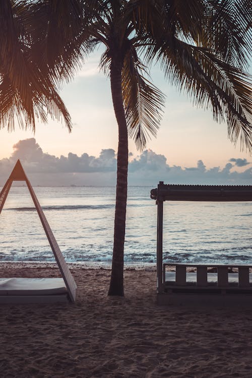 Free Majestic Palm Tree and Relaxing Benches Silhouetted in the Soft Morning Light of a Tranquil Sunrise on the Beach Stock Photo