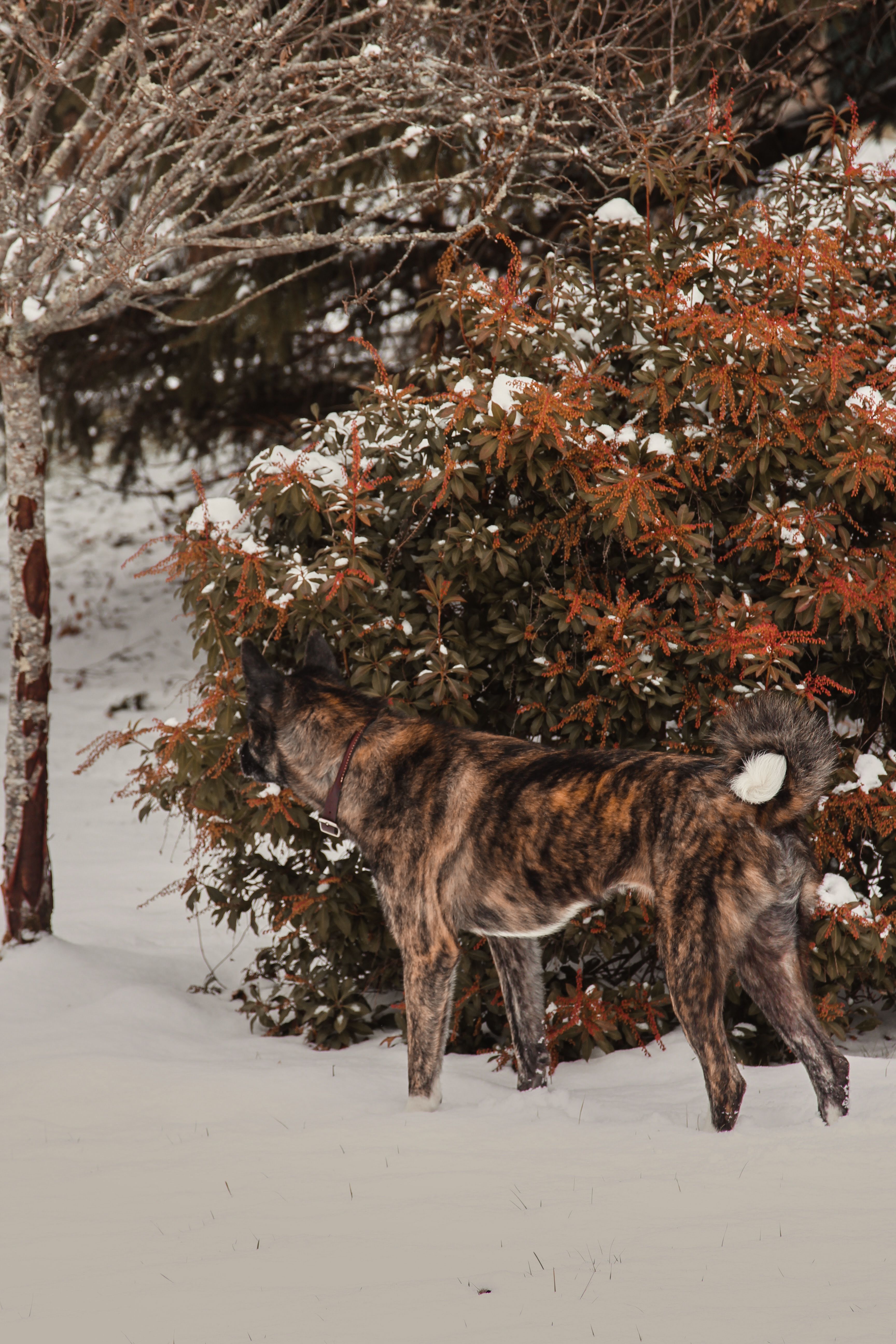 A Dog Standing in Snow next to a Shrub · Free Stock Photo