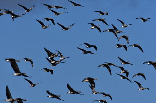 Free A large flock of geese flying in formation against a clear blue sky. Stock Photo