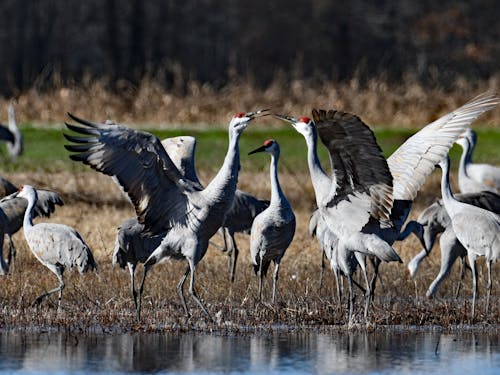 Fotobanka s bezplatnými fotkami na tému divočina, fotografie zvierat žijúcich vo voľnej prírode, sandhillové žeriavy