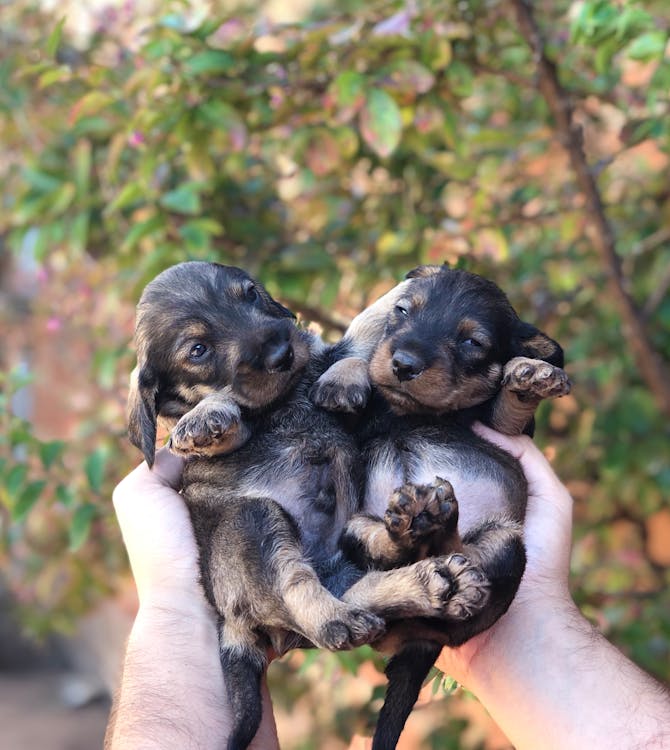 Person Holding Two Short-coated Black Puppies