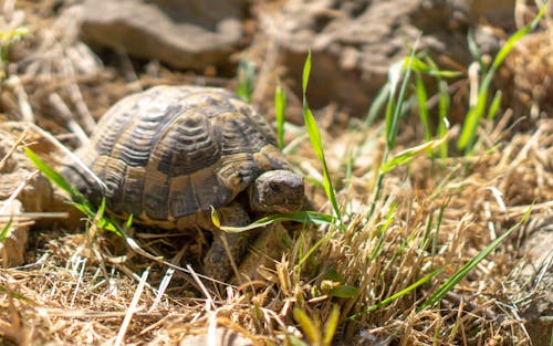 Tortoise on Green Grass