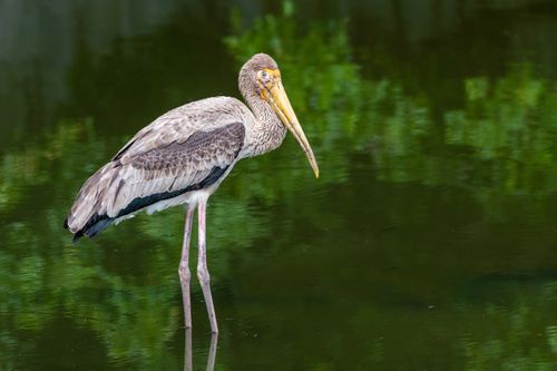 Free A solitary painted stork reflecting in serene waters, showcasing its natural beauty. Stock Photo