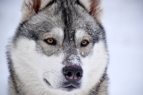 Portrait of Wolf with Snow on its Snout