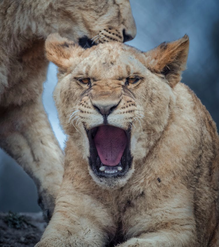 Lion Cub Yawning