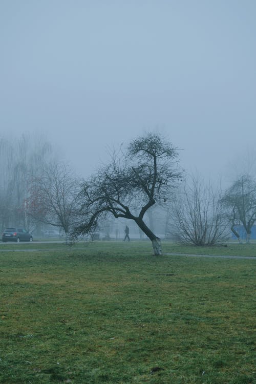 Photos gratuites de arbre, automne, brouillard