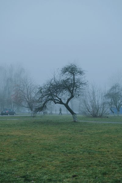 A single bare tree in a foggy landscape, photo by Darya Grey_Owl on Pexels