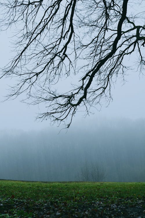 Fotos de stock gratuitas de árbol, colgando, con neblina