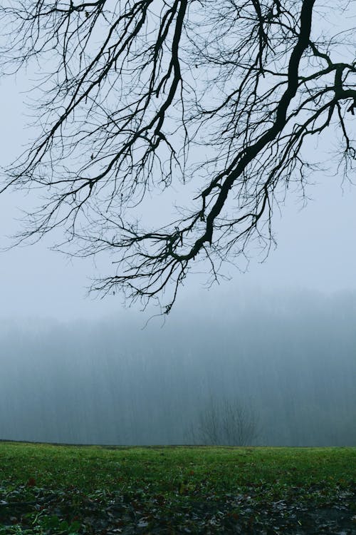 Tree Branches Hanging above Misty Meadow