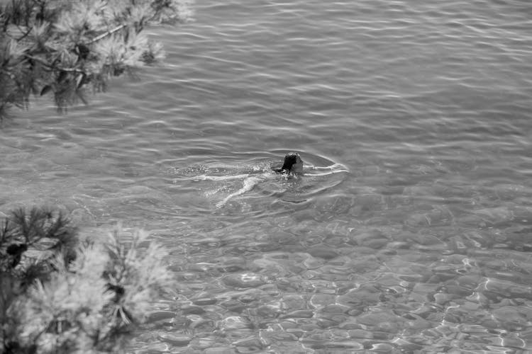 A Woman Swimming On The Lake 