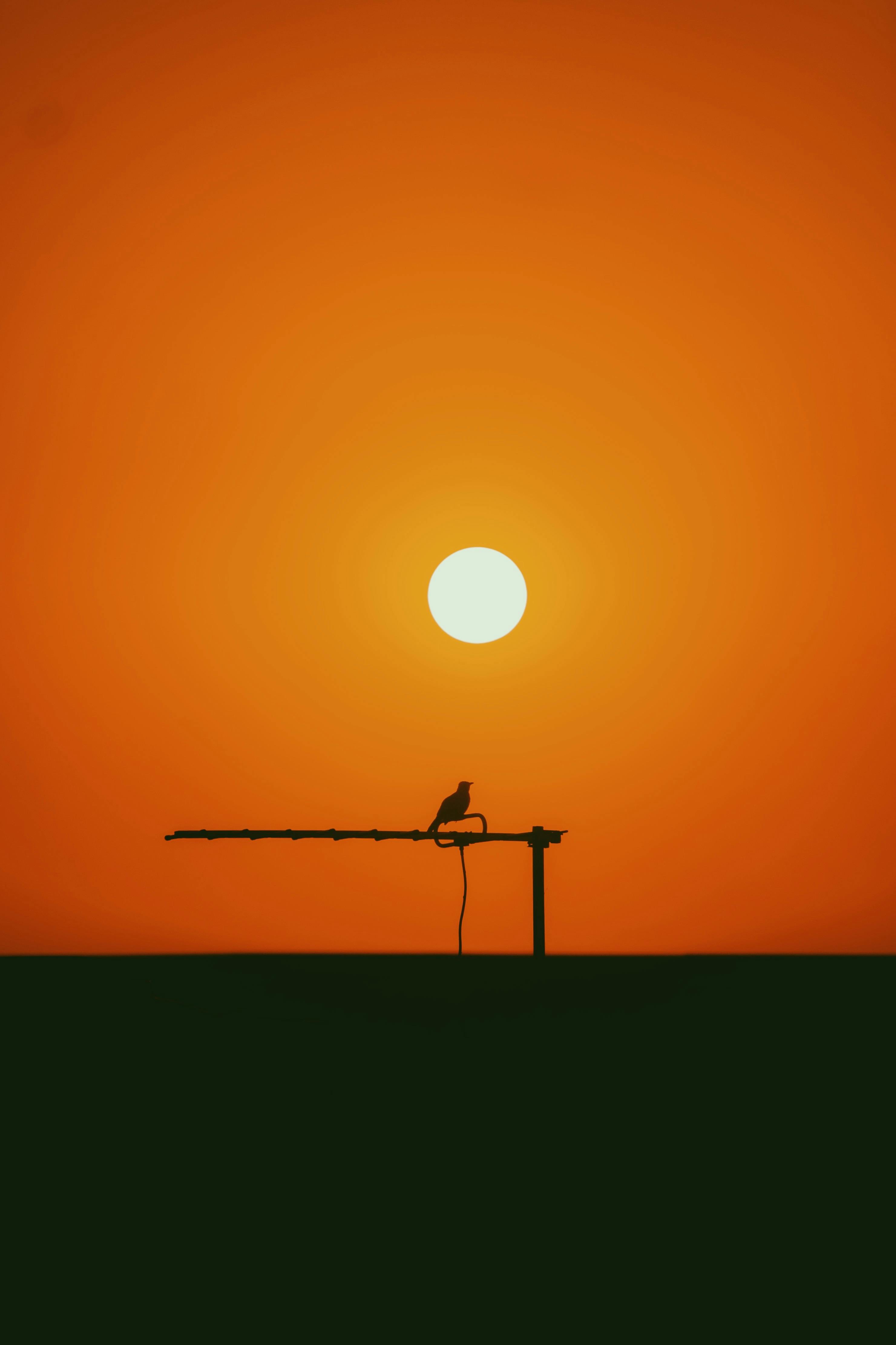 A lone bird sits on an antenna silhouetted by the setting sun, creating a dramatic scene.