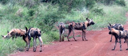 Free African wild dogs Stock Photo