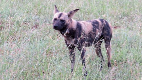 Free African wild dog Stock Photo