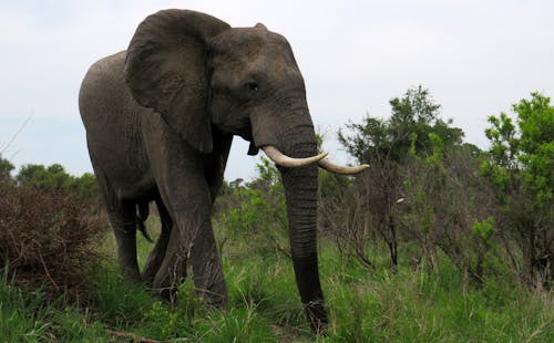 Ücretsiz fil, hayvan, hayvan fotoğrafçılığı içeren Ücretsiz stok fotoğraf Stok Fotoğraflar