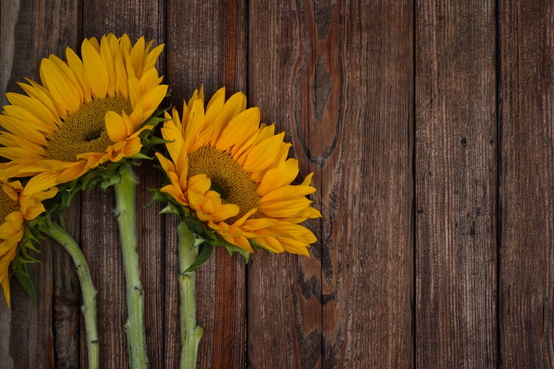 Three Sunflowers On Table