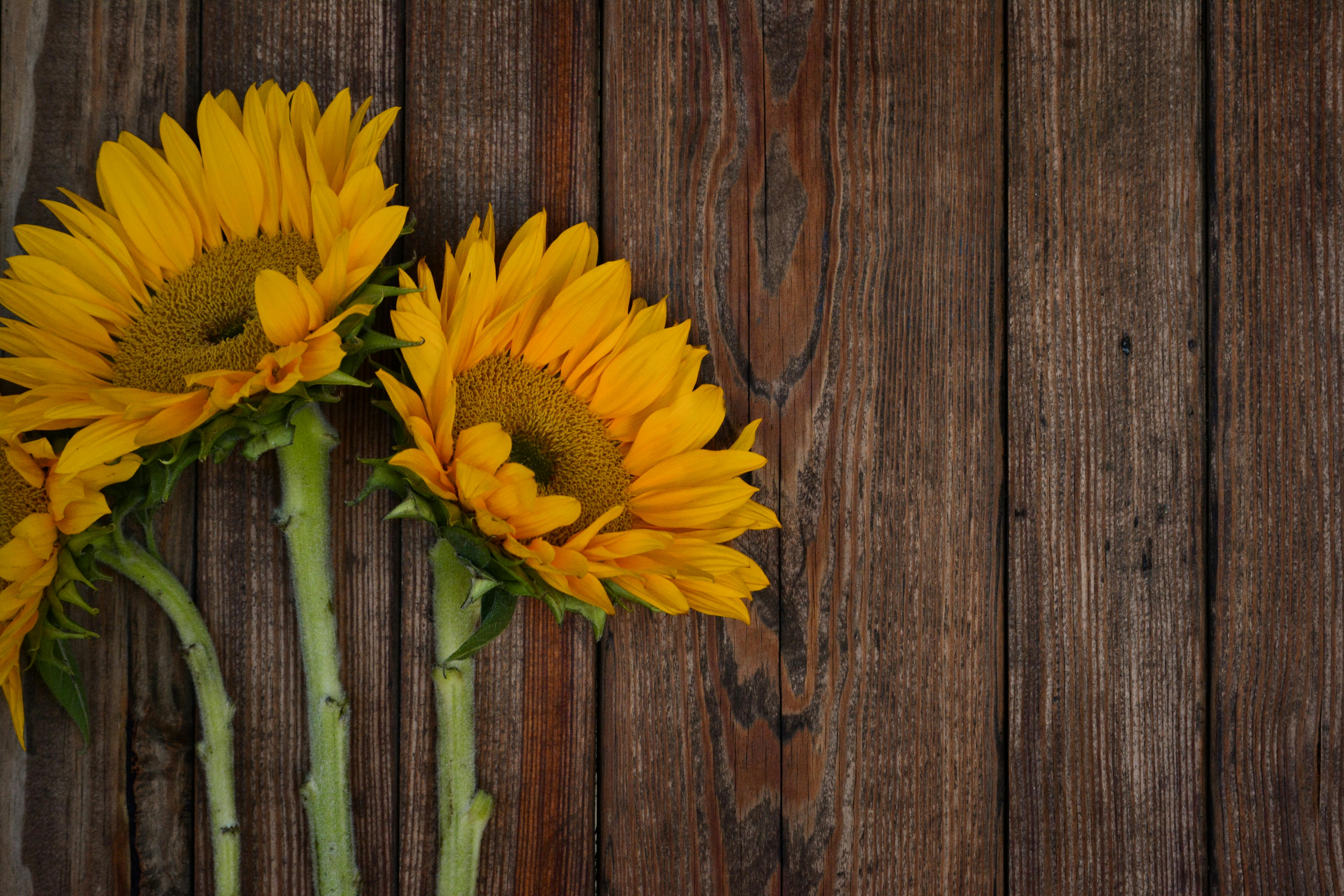 Hoa hướng dương là loài hoa mang đầy sức sống và năng lượng. Để đón một ngày mới tươi sáng, hãy ngắm nhìn những thước phim ảnh đẹp về chúng. Những bức ảnh này sẽ mang tới cho bạn những cảm giác dễ chịu và yên bình, đồng thời khiến cho tâm hồn bạn tràn đầy hy vọng và nghị lực.