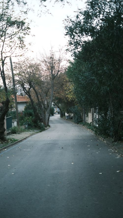 Free Peaceful road lined with trees shedding leaves in autumn, creating a tranquil atmosphere. Stock Photo