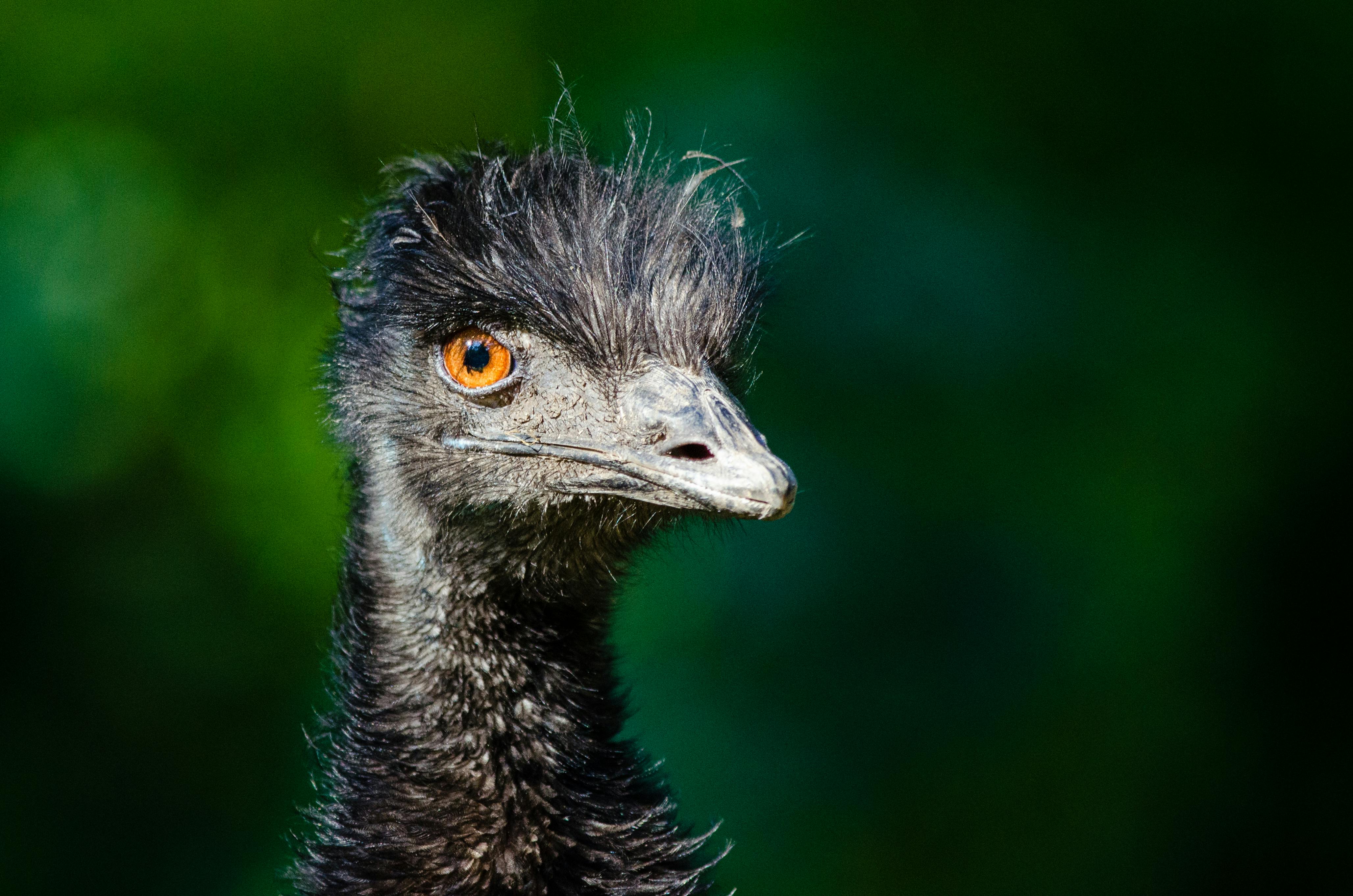 Black Ostrich Head · Free Stock Photo