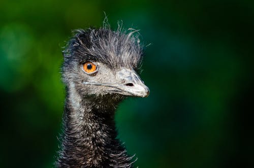 Free Black Ostrich Head Stock Photo