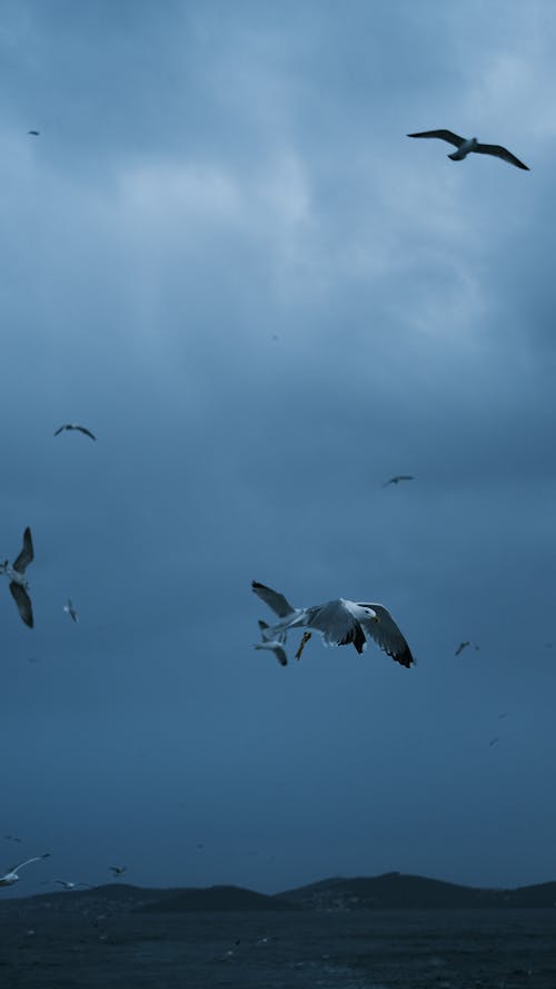 Flock of Seagulls Flying against the Sky at Dusk