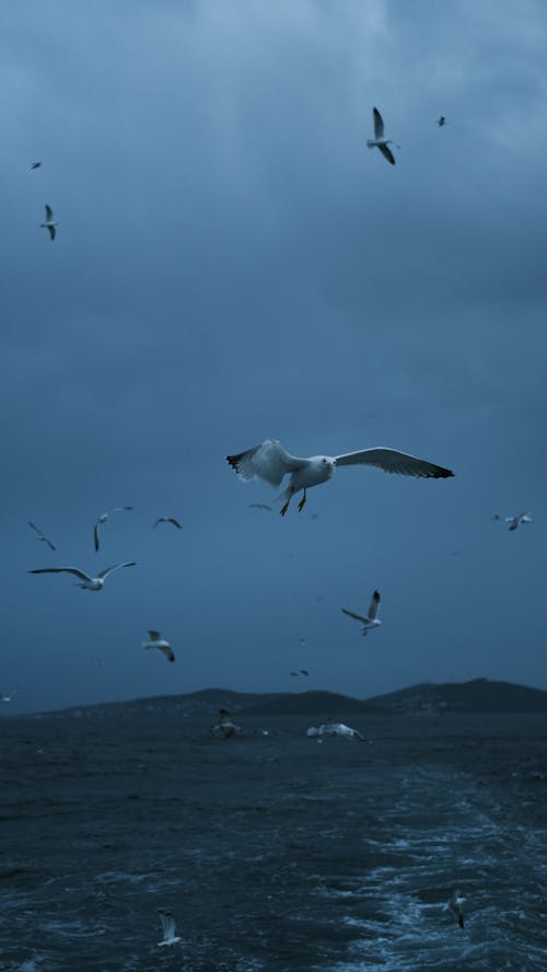 Flock of Seagulls Flying over the Sea at Dusk